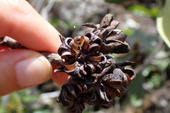 Xanthostemon ferrugineus