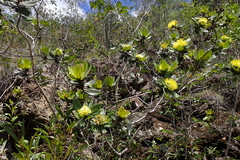 Xanthostemon ferrugineus