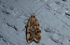 Barea exarcha