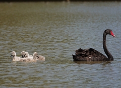 Cygnus atratus