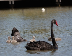 Cygnus atratus