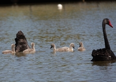 Cygnus atratus