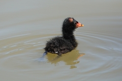 Gallinula tenebrosa