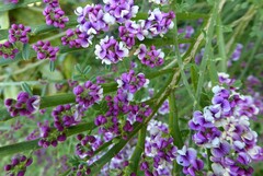 Carmichaelia odorata