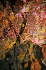 Bovichtus angustifrons