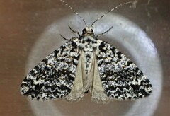 Pseudocoremia monacha