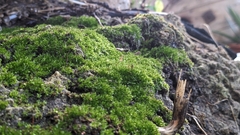 Bryophyta
