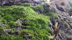 Bryophyta