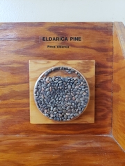 Pinus brutia eldarica