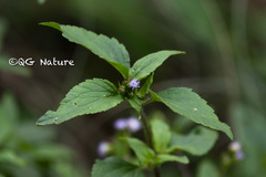 Praxelis clematidea
