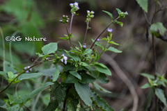 Praxelis clematidea