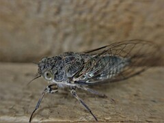 Cicadoidea