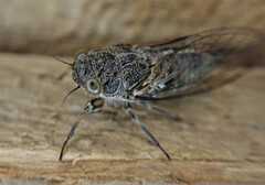 Cicadoidea