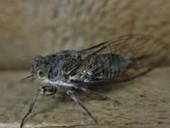 Cicadoidea