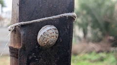 Cornu aspersum
