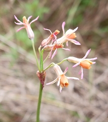 Tulbaghia acutiloba