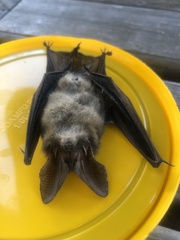 Nyctophilus geoffroyi