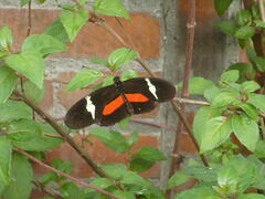 Heliconius clysonymus