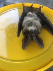 Nyctophilus geoffroyi