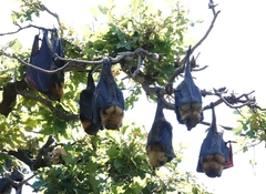 Pteropus poliocephalus