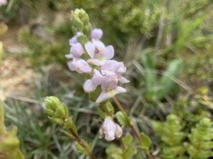 Euphrasia collina