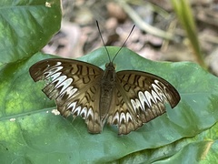 Tanaecia
