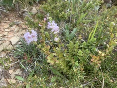 Euphrasia collina