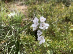 Euphrasia collina