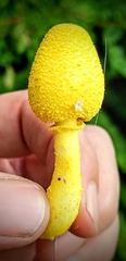 Leucocoprinus