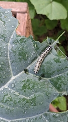 Pieris brassicae
