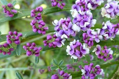 Carmichaelia odorata