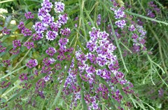 Carmichaelia odorata