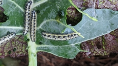 Pieris brassicae