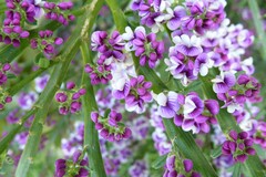 Carmichaelia odorata
