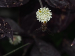 Episyrphus balteatus