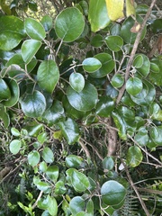 Brachyglottis rotundifolia