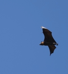 Pteropus poliocephalus