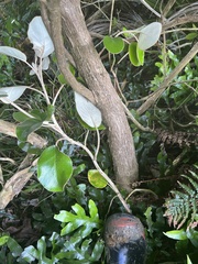 Brachyglottis rotundifolia