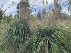 Austroderia richardii