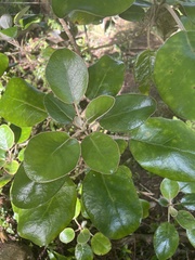 Brachyglottis rotundifolia