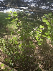Brachyglottis rotundifolia