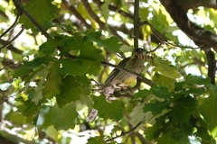Anthochaera carunculata