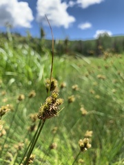 Carex athrostachya