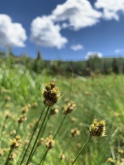 Carex athrostachya