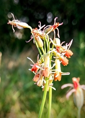 Tulbaghia acutiloba