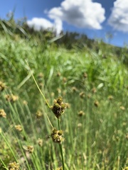 Carex athrostachya