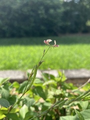 Alysicarpus ovalifolius