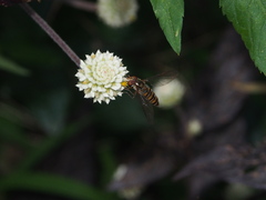 Episyrphus balteatus