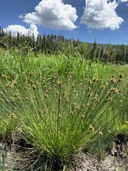 Carex athrostachya