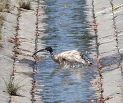 Threskiornis molucca